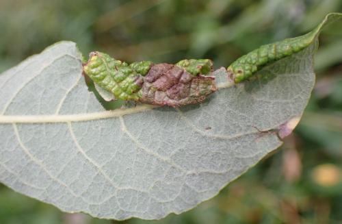 Chaitophorus salicti